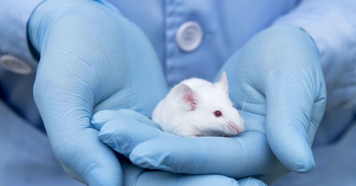 Breakthrough Treatment: Eliminating Advanced-Stage Cancer in Mice