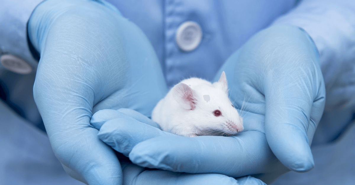 lab mice for study on ovarian cancer